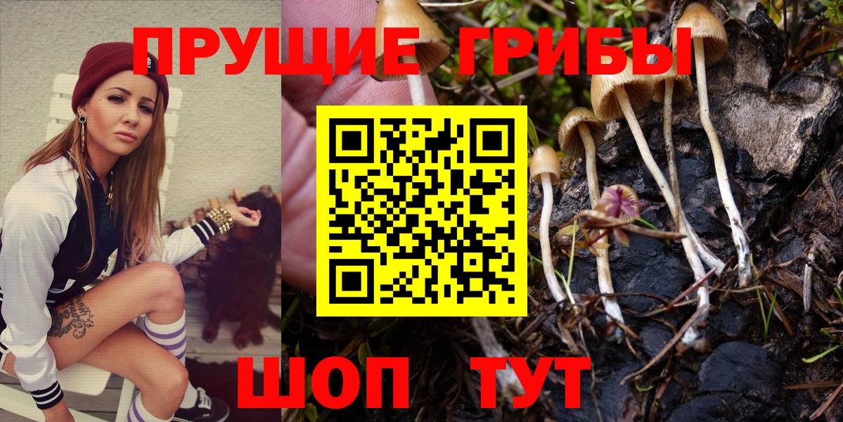 Псилоцибиновые грибы Psilocybe Петрозаводск